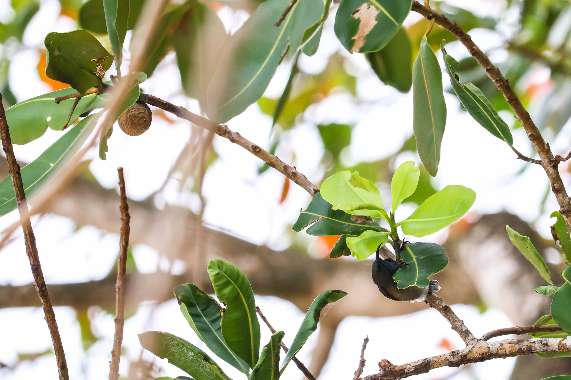 Seychelles Sunbird looking for a drink.