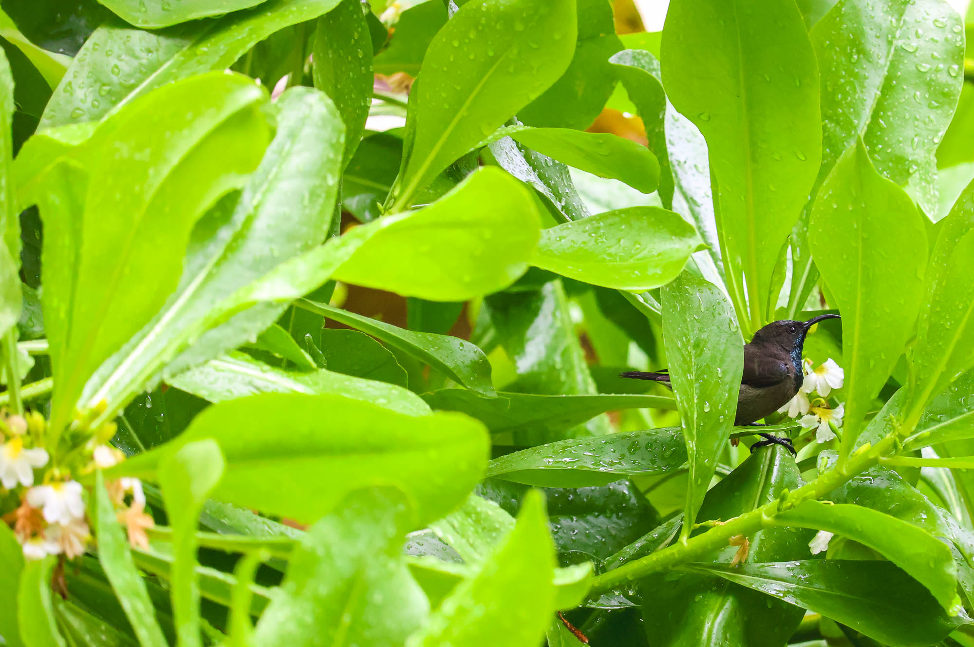 Seychelles Sunbird in Takama Tree, La Digue