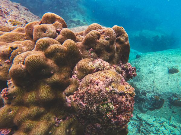 Corals in Anse Lazio, Preslin, Seychelles