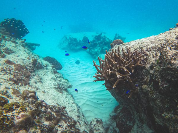 Staghorn Coral and blue fishes in Anse Lazio, Preslin, Seychelles