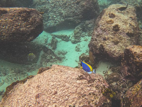 Powder Blue Tang in Anse Lazio, Preslin, Seychelles