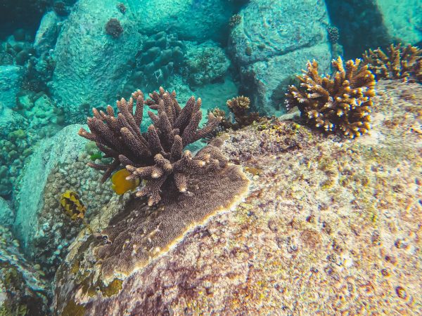 Staghorn Coral in Anse Lazio, Preslin, Seychelles