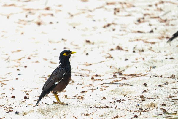 A wet Common Myna on a beach in Seychelles.
