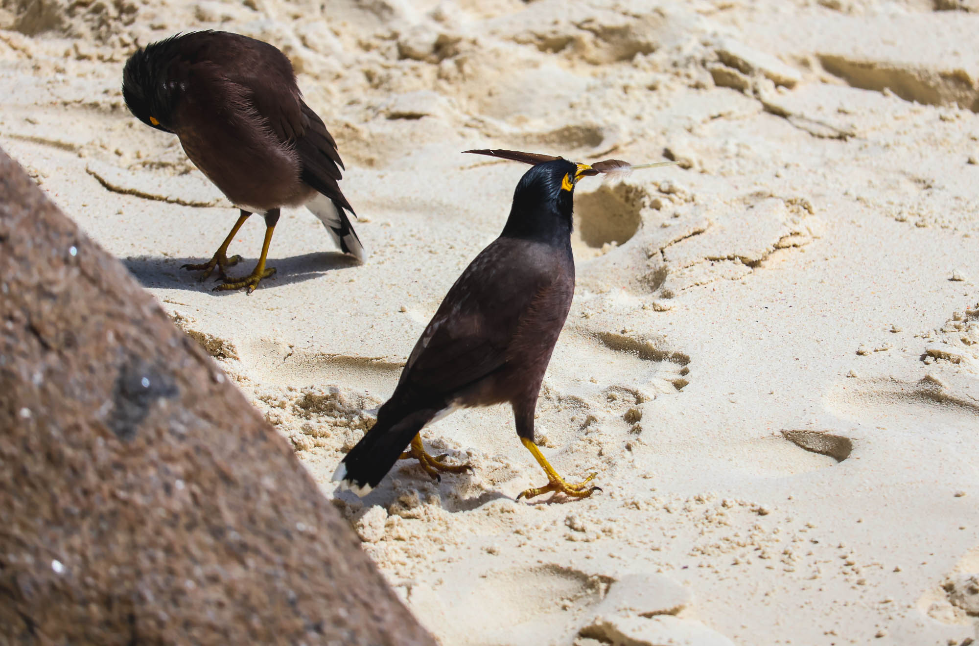 Common Myna holding a feather on a beach.