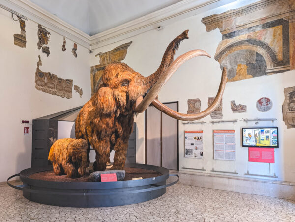 A woolly mammoth and calf stand in a natural history museum gallery in Bergamo, Italy, with long curved tusks, wall exhibits, and display panels nearby.